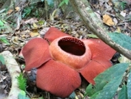 The giant Rafflesia flower The giant Rafflesia flower